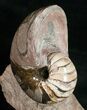 Fossil Nautilus From France - Very Colorful #10973-3